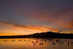 Images Dated 18th January 2009: Sandhill cranes (Grus canadensis) wintering in New Mexico, take shelter from coyotes