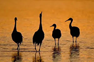 Images Dated 18th January 2009: Sandhill cranes (Grus canadensis) wintering in New Mexico, take shelter from coyotes