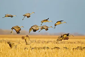 Grus Canadenis Prints: Sandhill cranes land in corn fields before heading to the Platte River in evening near Kearney