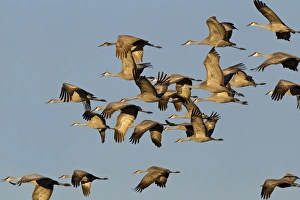Images Dated 23rd March 2012: Sandhill cranes leave corn fields before heading to the Platte River in evening near Kearney