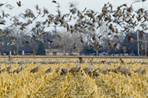 Images Dated 17th March 2012: Sandhill cranes leave corn fields before heading to the Platte River in evening near Kearney