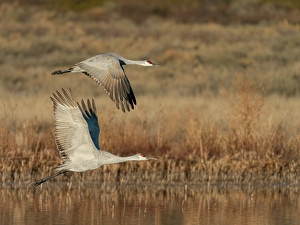 Central Flyway Prints: Sandhill cranes lift off from evening roosting ponds