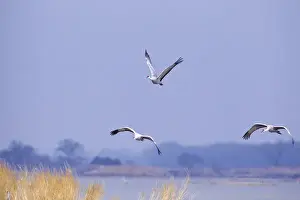 Images Dated 28th March 2011: Sandhill cranes on the Platte River during spring migration near Kearney, Nebraska, USA