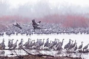 Migration Prints: Sandhill cranes on the Platte River during spring migration near Kearney, Nebraska, USA