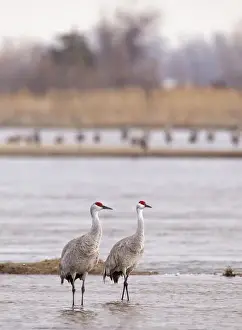 Sandhill cranes on the Platte River during spring migration near Kearney, Nebraska, USA