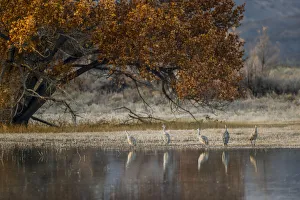Migrating Prints: Sandhill cranes and reflection. Bosque del Apache National Wildlife Refuge, New Mexico