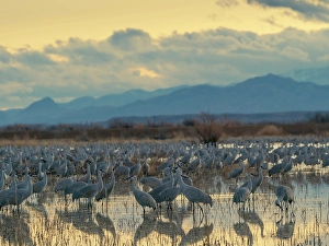 Central Flyway Prints: Sandhill cranes roost at sunrise, Bernardo Wildlife Area, New Mexico, USA