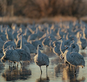 Central Flyway Prints: Sandhill cranes roosting pond at sunrise, Bernardo Wildlife Area, New Mexico