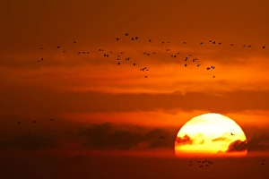 Images Dated 18th March 2012: Sandhill cranes silhouetted aginst the setting sun as they fly to the Platte River near Kearney