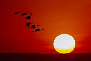 Migrating Prints: Sandhill cranes silhouetted flying at sunset