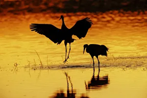 Migrating Prints: Sandhill cranes silhouetted at sunset
