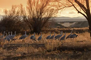 Sandhill cranes with SR 60 in background, Bernardo Wildlife Area, New Mexico