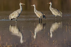 Migrating Prints: Sandhill cranes standing in pond. Bosque del Apache National Wildlife Refuge, New Mexico