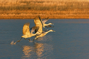 Migrating Prints: Sandhill cranes taking off at first light