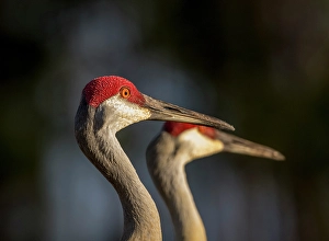 Lee County Prints: Sandhill cranes are tall regal birds