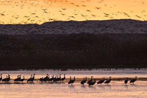 Images Dated 19th November 2014: Sandhill cranes and other waterfowl before dawn from the flight deck