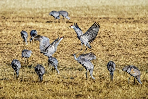 Larry Richardson Prints: Sandhill cranes, wintering at Bosque del Apache in New Mexico, vocalize to one another