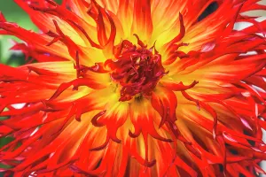 Decorative Prints: Sandia Comanche blossom, Washington State
