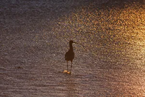 Sandpiper Prints: Sandpiper in ocean, California