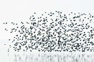 Images Dated 13th March 2005: Sandpipers, Boundary Bay, British Columbia