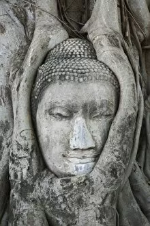 Sandstone head of Buddha surrounded by tree roots, Wat Yai Chaya Mongkol or The Great