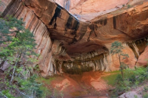 Zion Prints: Sandstone Overhang oozing with water and moss, Zion National Park, near Springdale, Utah