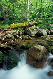Images Dated 27th March 2006: Sandwich, NH Wonalancet Brook and an old-growth hardwood forest in The Bowl Natural Area