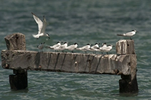 Quintana Roo Prints: Sandwich Tern (Sterna sandvicensis), Punta Allen, Sian Ka an Biosphere Reserve