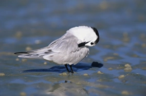 Tern Prints: Sandwich Tern, Sterna sandvicensis, adult winter plumage, Sanibel Island, Florida