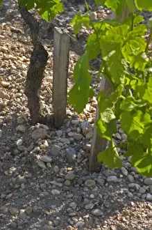Arable Prints: Detail of the sandy and Gravelly soil at Chateau Cos d Estournel Saint Estephe Medoc Bordeaux Gironde Aquitaine