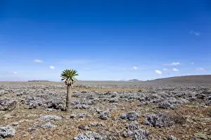 Lonely Prints: the Sanetti Plateau at ca 4150m altitude with lonely giant lobelia