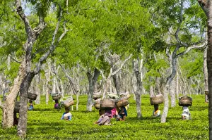 Labor Prints: Sango, Assam State, India, women with baskets on their heads picking tea at the local