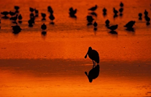 Images Dated 27th March 2006: Sanibel, FL Sunset silhouette of a roseate spoonbill, Ajaia ajaja, on the tidal