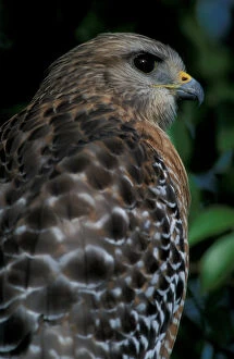 Images Dated 1st May 2007: Sanibel Island, FL Red-shouldered hawk, Buteo lineatus, at Ding Darling National