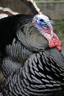 Images Dated 21st April 2007: Santa Clara Pueblo, New Mexico, United States. Wild turkey