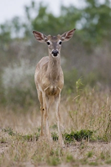 Frank Zurey Prints: Santa Clara Ranch, Rio Grande Valley, Texas, USA, North America. Buck White-tailed Deer