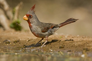 Images Dated 25th April 2009: Santa Clara Ranch, Rio Grande Valley, McCook, Texas, North America, USA. Pyrrhuloxia