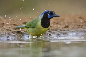 Images Dated 25th April 2009: Santa Clara Ranch, Rio Grande Valley, Texas, USA, North America. Green Jay Bathing