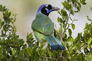 Images Dated 25th April 2009: Santa Clara Ranch, Rio Grande Valley, McCook, Texas, North America, USA. Green Jay