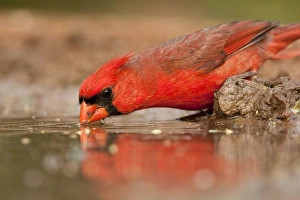 Images Dated 26th April 2009: Santa Clara Ranch, Rio Grande Valley, McCook, Texas, North America, USA. Northern Cardinal