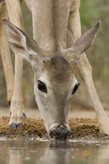 Images Dated 27th April 2009: Santa Clara Ranch, Rio Grande Valley, McCook, Texas, North America, USA. White-tailed