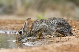 Images Dated 28th April 2009: Santa Clara Ranch, Rio Grande Valley, McCook, Texas, North America, USA. Desert Cottontail
