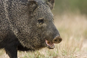 Santa Clara Ranch, Rio Grande Valley, McCook, Texas, North America, USA. Javelina