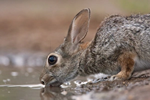 Images Dated 28th April 2009: Santa Clara Ranch, Rio Grande Valley, McCook, Texas, North America, USA. Desert Cottontail