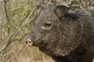 Images Dated 28th April 2009: Santa Clara Ranch, Rio Grande Valley, McCook, Texas, North America, USA. Javelina