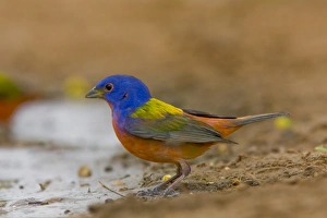 Images Dated 28th April 2009: Santa Clara Ranch, Rio Grande Valley, McCook, Texas, North America, USA. Painted Bunting