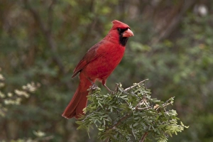Images Dated 27th April 2009: Santa Clara Ranch, Rio Grande Valley