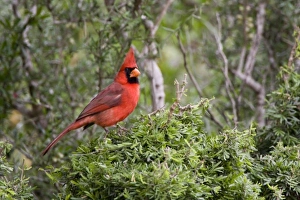 Images Dated 28th April 2009: Santa Clara Ranch, Rio Grande Valley, McCook, Texas, North America, USA. Northern Cardinal