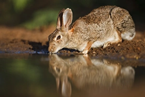 Images Dated 14th August 2009: Santa Clara Ranch, Starr Co. south Texas, USA, Eastern Cottontail (Sylvilagus floridanus)