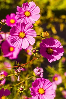 Santa Fe Prints: Santa Fe, New Mexico. Group of Pink Coreopsis Flowers
